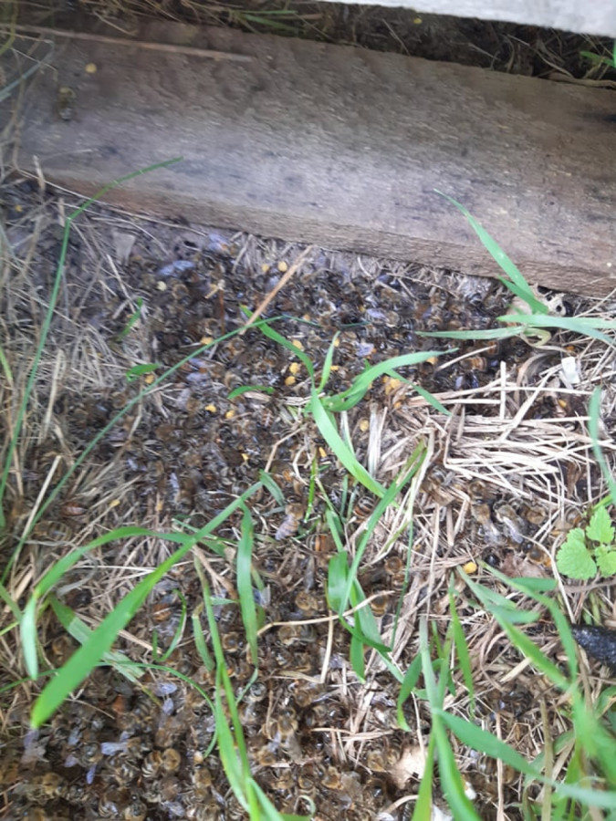 Пчели умират с шепи в Плевенско - Снимка 4