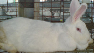 Бяла новозеландска порода зайци - Agri.bg