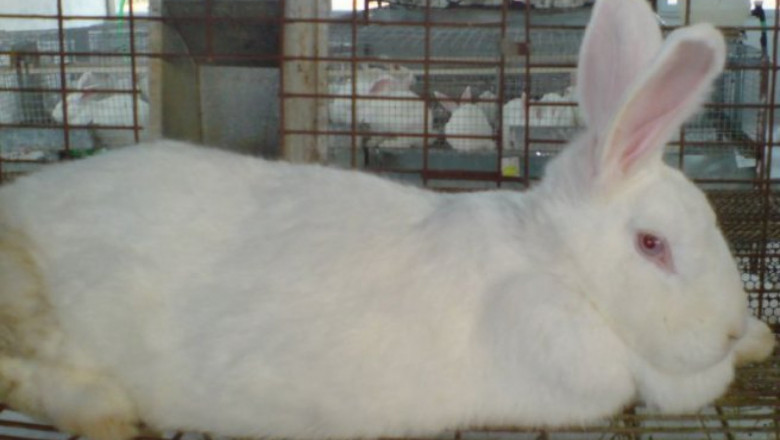 Бяла новозеландска порода зайци