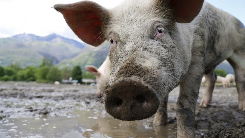 Водата е един от главните елементи на храненето на свинете