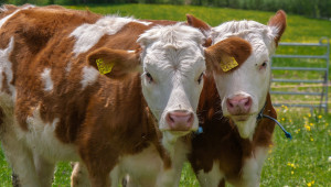 Може ли да се предизвика близнене при кравите?