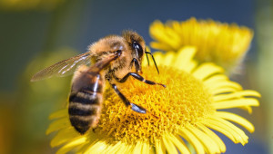 Нозематозата - паразитна болест по пчелите