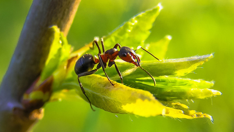 Сезонът на мравките започна: Как овощарите да се справят без химия?