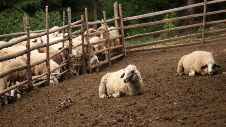 Овцевъди за регистрацията: Браншът предлага диференцирани ставки
