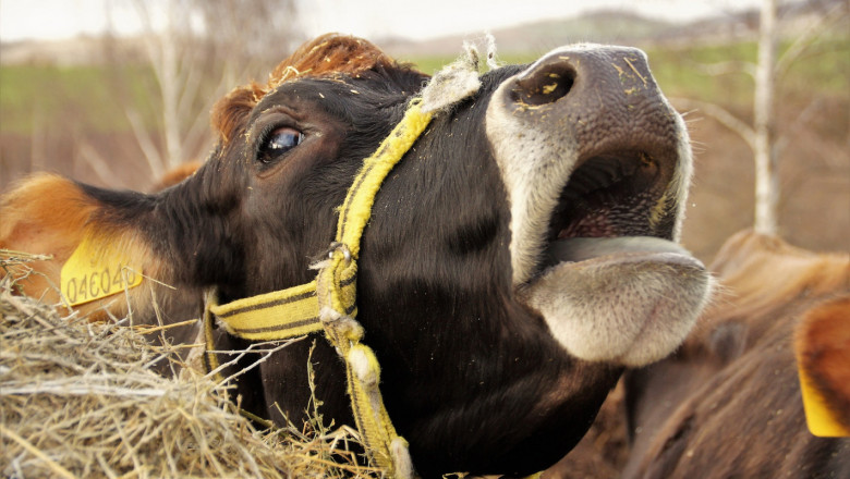 БАБХ: Два акта и едно предписание за стопанката на кравите в Тополово