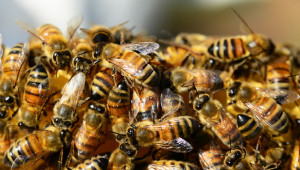 БАБХ проверява три сигнала за отровени пчели в Плевенско