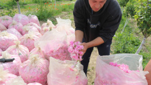 Субсидии за розите: Производителите ще бъдат компенсирани по мярка Covid-19 - Agri.bg