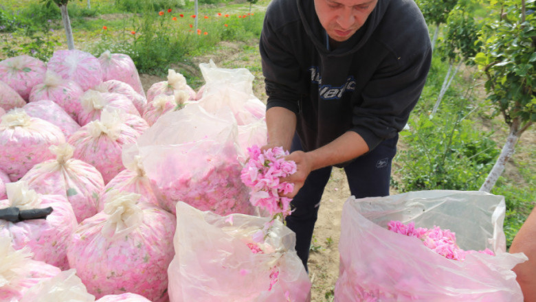 Субсидии за розите: Производителите ще бъдат компенсирани по мярка Covid-19