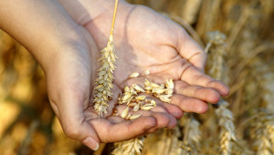 Пшеница: Кой омагьоса цените на хлебното зърно да падат?