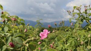 Искане: Таван за подпомаганите площи с маслодайна роза
