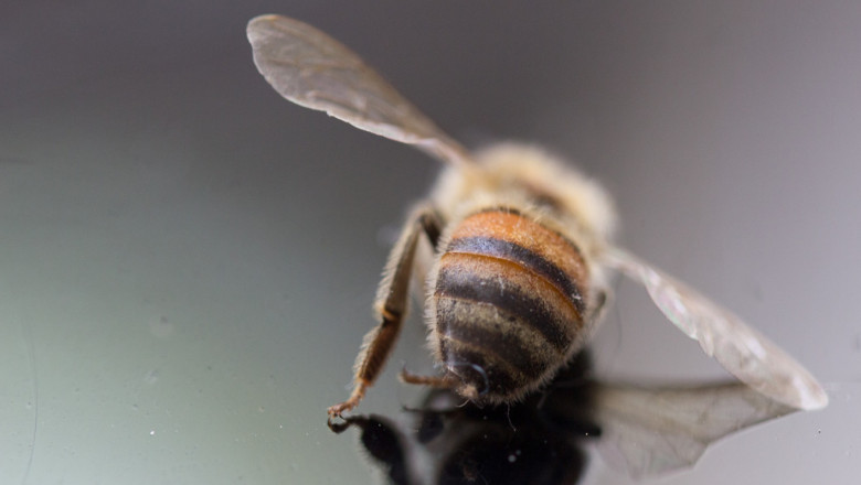 Пчелари за подмора: Не е пръскано за комари, а за хоботници