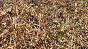 Разорават посеви с пшеница в Добруджа! - Снимка 1