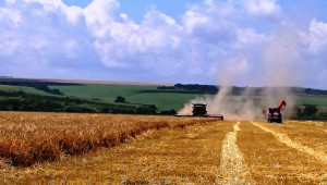 Разорават посеви с пшеница в Добруджа! - Снимка 2