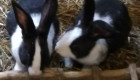 Продавам холандски зайци около 3кг. по 25 лв./ брой - Снимка 1