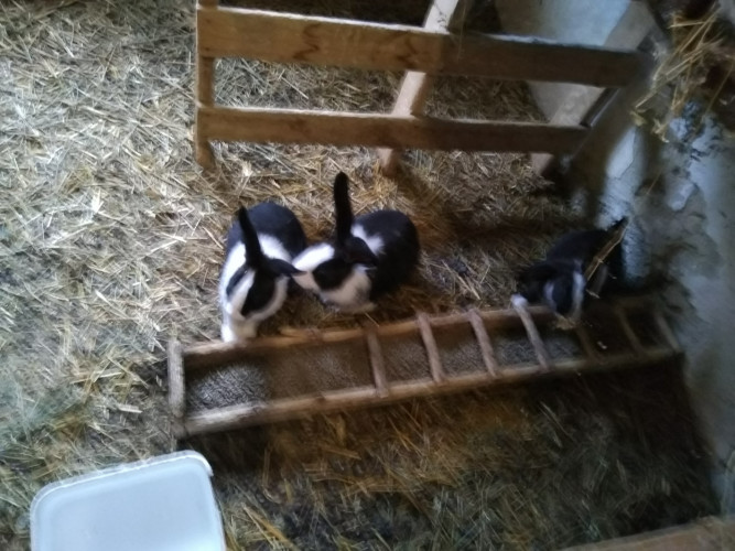 Продавам холандски зайци около 3кг. по 25 лв./ брой - Снимка 4