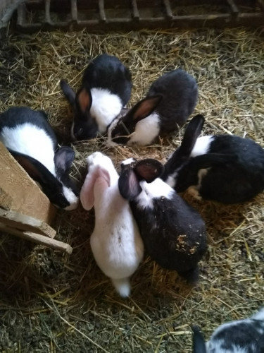 Продавам холандски зайци около 3кг. по 25 лв./ брой - Снимка 5