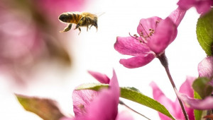 Кои култури са най-силно зависими от пчелите?