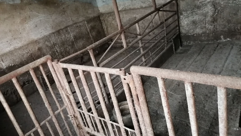 Стопанин: Година след чумата нямам надежди да се върна към свиневъдството