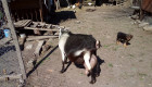 Продавам коза за мляко с две ярета - Снимка 2