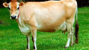 Джерсей - най-дребната порода крави за мляко