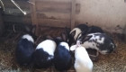 Продавам чистокръвни холандски зайци различни възрасти - Снимка 3