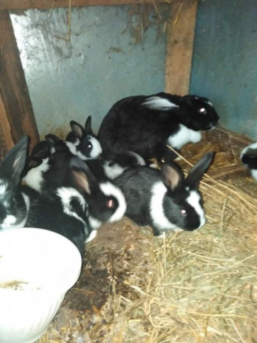 Продавам чистокръвни холандски зайци различни възрасти - Снимка 4