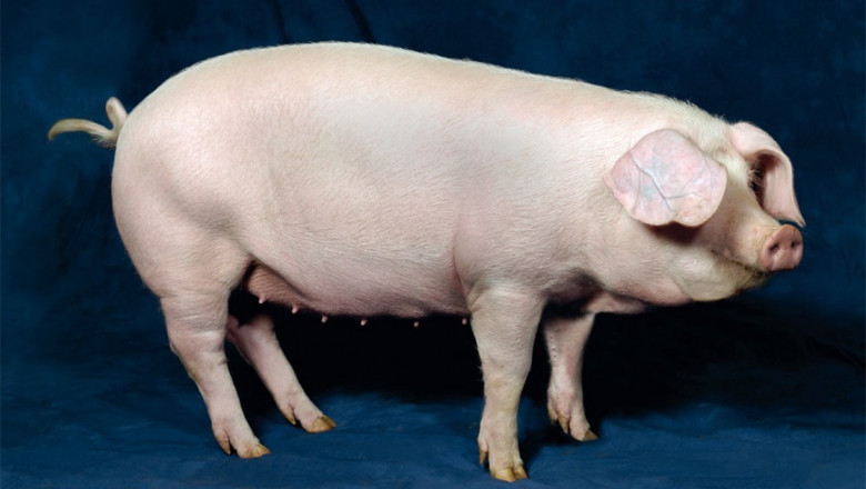 Голямата бяла свиня е една от най-разпространените и перспективни породи в света