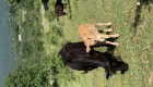 Продавам телета крави женски и мъжки - Снимка 2