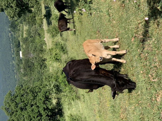 Продавам телета крави женски и мъжки - Снимка 2