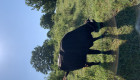 Продавам телета крави женски и мъжки - Снимка 3