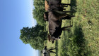 Продавам телета крави женски и мъжки - Снимка 6