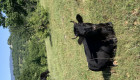 Продавам телета крави женски и мъжки - Снимка 8