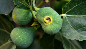 Смокинята е едно от най-древните културни овощни растения