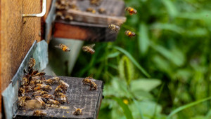 Пчеларство: Измирането на 15-20 хил. пчелни семейства влиза в парламента - Agri.bg
