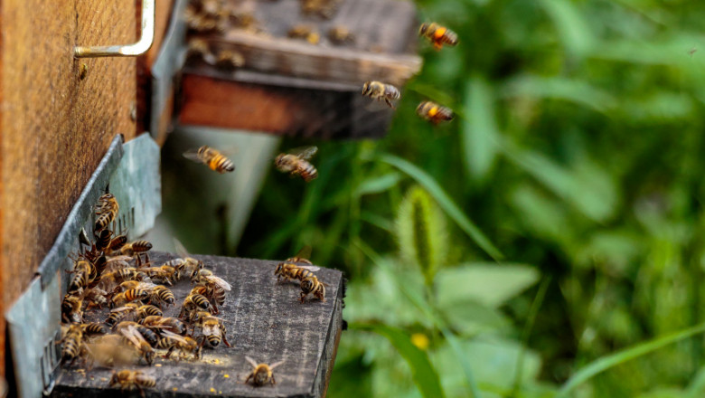 Пчеларство: Измирането на 15-20 хил. пчелни семейства влиза в парламента
