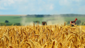 Сушата буквално изгаря пшеницата в Добруджа! - Снимка 2