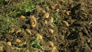 ДФ „Земеделие”: Изтича срокът за отчитане на пръсканията при картофите - Agri.bg