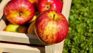 Торене на плододаващи ябълкови дървета - Agri.bg