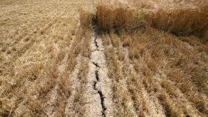 Министерство на земеделието: Консултативен съвет за зърното заради сушата