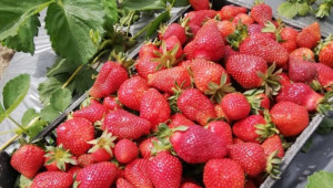 Производител: За ягодите тази година е най-добрата