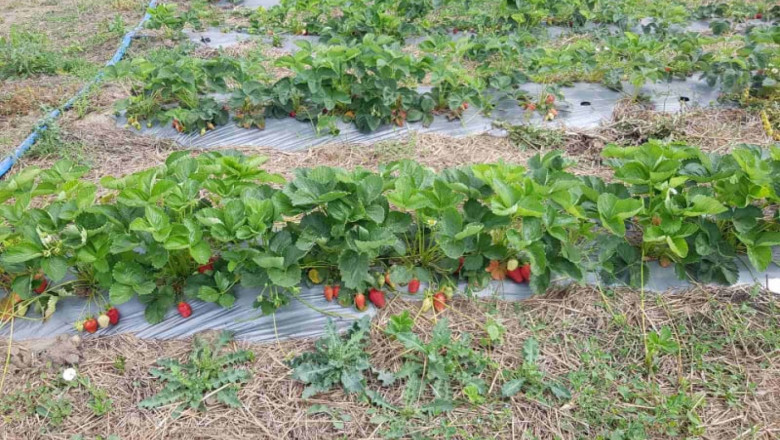 Производител: За ягодите тази година е най-добрата