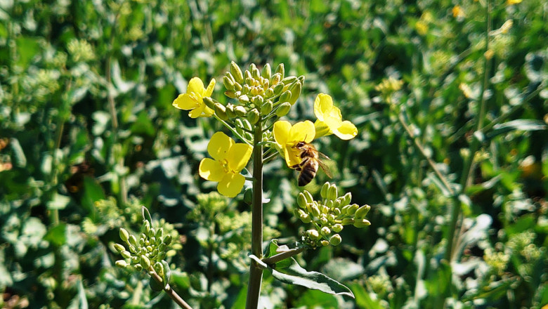 Сушата „изяде” пашата на пчелите в Добруджа!