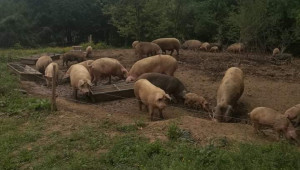 БАБХ затвори незаконна свиневъдна ферма - Снимка 1