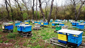 Къде се крие тайната за опазване на пчелите? - Agri.bg