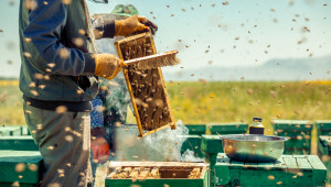 Обещано: Ще има глоби за отровените пчели в Плевенско
