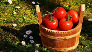 Поливане на домати