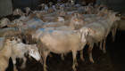 Продавам 40 овце за клане - Снимка 1