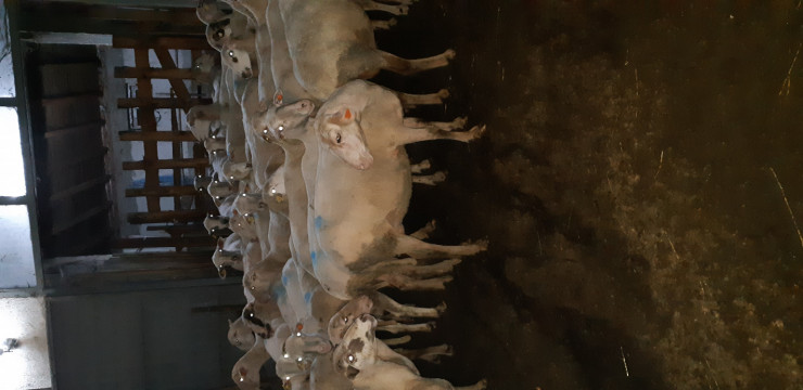 Продавам 40 овце за клане - Снимка 2