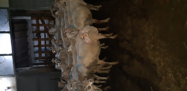 Продавам 40 овце за клане - Снимка 4