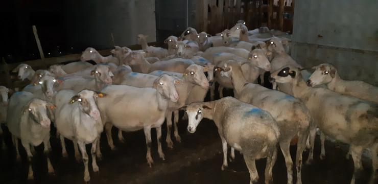 Продавам 40 овце за клане - Снимка 5